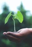 Innovación social y economía solidaria. el papel integrador de las redes organizacionales.