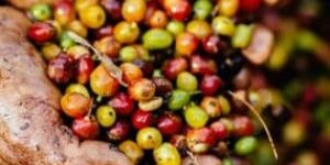 Una propuesta de valoración económica para la estrategia de compras públicas locales en Colombia