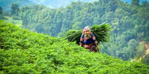 La Sostenibilidad Como Oportunidad Para la Economía Social y Solidaria de Colombia Desde el Emprendimiento Inclusivo y los Objetivos de Desarrollo Sostenible